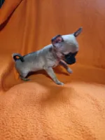 Nala, a female Chihuahua for sale in Imlay City, MI – 7 of 9