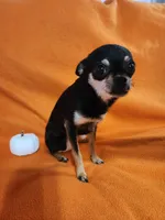 Remy, a male Chihuahua for sale in Imlay City, MI – 2 of 4