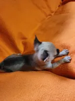 Nala, a female Chihuahua for sale in Imlay City, MI – 9 of 9