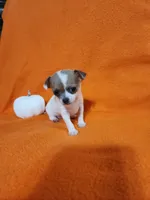 Snowflake, a female Chihuahua for sale in Imlay City, MI – 9 of 10