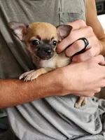 Nala, a female Chihuahua for sale in Imlay City, MI – 8 of 9