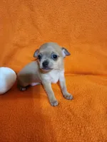 Bear, a male Chihuahua for sale in Imlay City, MI – 4 of 7