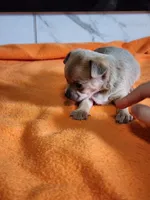 Bear, a male Chihuahua for sale in Rochester, MI – 4 of 6