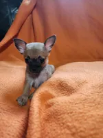 Nala, a female Chihuahua for sale in Imlay City, MI – 6 of 9