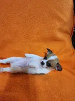 Bandit, a male Chihuahua for sale in Imlay City, MI – 10 of 10