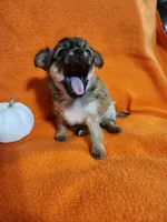 El Chubbo, a female Chihuahua for sale in Imlay City, MI – 3 of 8