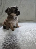 Rapunzel , a female Chihuahua for sale in Imlay City, MI – 6 of 7