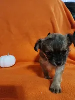 El Chubbo, a female Chihuahua for sale in Imlay City, MI – 8 of 8