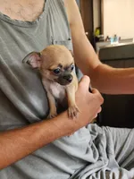 Nala, a female Chihuahua for sale in Imlay City, MI – 5 of 9