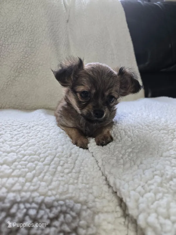 El Chubbo – Chihuahua puppy for sale in Imlay City, MI