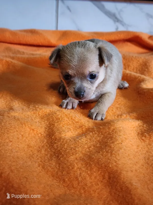 Bear – Chihuahua puppy for sale in Rochester, MI