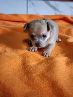 Bear, a male Chihuahua for sale in Rochester, MI – 1 of 6