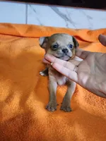 Bear, a male Chihuahua for sale in Rochester, MI – 3 of 6