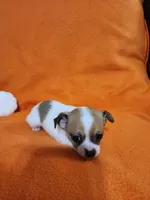 Bandit, a male Chihuahua for sale in Imlay City, MI – 7 of 10