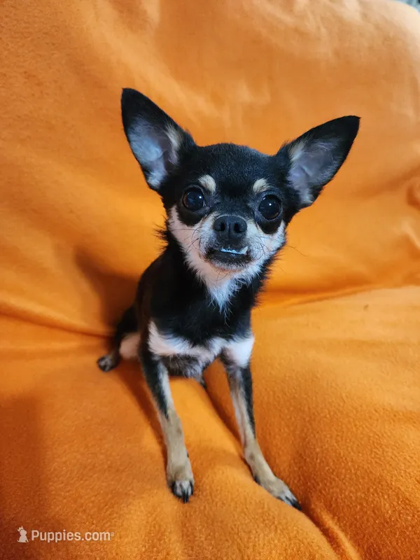 Remy – Chihuahua puppy for sale in Imlay City, MI