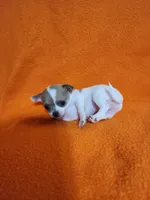 Snowflake, a female Chihuahua for sale in Imlay City, MI – 8 of 10