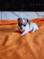 Snowflake, a female Chihuahua for sale in Rochester, MI – 3 of 4