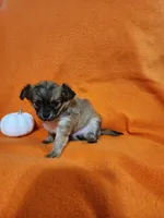 El Chubbo, a female Chihuahua for sale in Imlay City, MI – 7 of 8