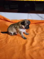 El Chubbo, a female Chihuahua for sale in Rochester, MI – 3 of 5