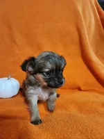 El Chubbo, a female Chihuahua for sale in Imlay City, MI – 2 of 8