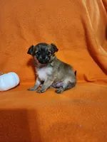 El Chubbo, a female Chihuahua for sale in Imlay City, MI – 4 of 8