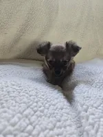 Rapunzel , a female Chihuahua for sale in Imlay City, MI – 2 of 7