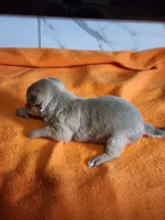 Bear, a male Chihuahua for sale in Rochester, MI – 5 of 6