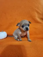 Bear, a male Chihuahua for sale in Imlay City, MI – 7 of 7