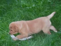 Corina, a female Labrador Retriever for sale in Marathon, NY – Photo 1 of 10