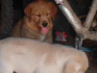 Corina, a female Labrador Retriever for sale in Marathon, NY – Photo 5 of 10