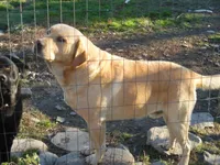 Corina, a female Labrador Retriever for sale in Marathon, NY – Photo 10 of 10