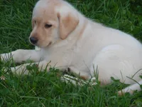 Corina, a female Labrador Retriever for sale in Marathon, NY – Photo 3 of 10