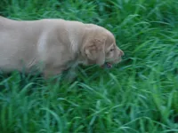 Corina, a female Labrador Retriever for sale in Marathon, NY – Photo 6 of 10