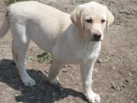 Corina, a female Labrador Retriever for sale in Marathon, NY – Photo 2 of 10