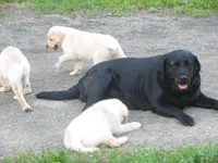 Corina, a female Labrador Retriever for sale in Marathon, NY – Photo 8 of 10