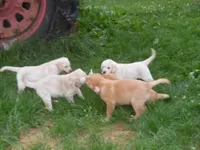 Corina, a female Labrador Retriever for sale in Marathon, NY – Photo 9 of 10