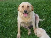 Corina, a female Labrador Retriever for sale in Marathon, NY – Photo 7 of 10