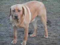 Brownie, a  Labrador Retriever for sale in Marathon, NY – 7 of 10