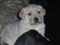 Corina, a female Labrador Retriever for sale in Marathon, NY – 6 of 10
