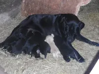 Stormy, a female Labrador Retriever for sale in Marathon, NY – Photo 5 of 10
