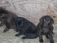 Stormy, a female Labrador Retriever for sale in Marathon, NY – Photo 7 of 10