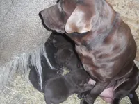 Stormy, a female Labrador Retriever for sale in Marathon, NY – Photo 9 of 10