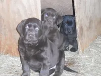 Stormy, a female Labrador Retriever for sale in Marathon, NY – Photo 2 of 10
