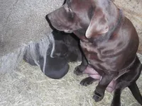 Stormy, a female Labrador Retriever for sale in Marathon, NY – Photo 8 of 10