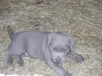 Luby, a female Labrador Retriever for sale in Marathon, NY – 2 of 10