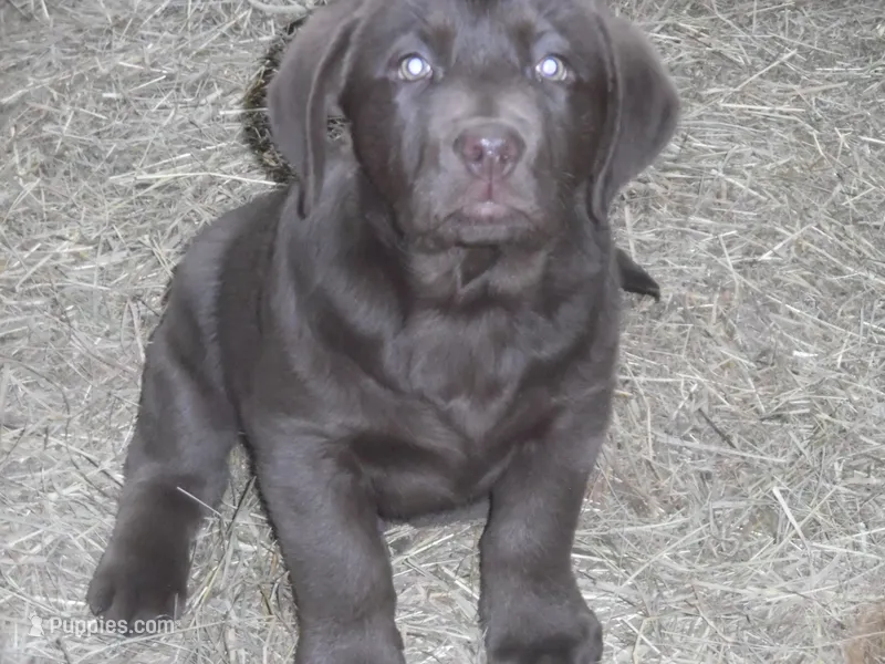 Brownie – Labrador Retriever puppy for sale in Marathon, NY