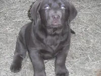 Brownie, a  Labrador Retriever for sale in Marathon, NY – 1 of 10