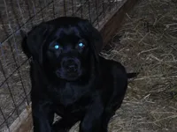 Roxy, a female Labrador Retriever for sale in Marathon, NY – 5 of 10