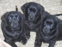 Roxy, a female Labrador Retriever for sale in Marathon, NY – Photo 5 of 10