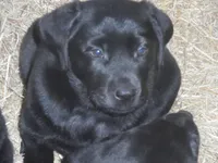 Roxy, a female Labrador Retriever for sale in Marathon, NY – Photo 4 of 10